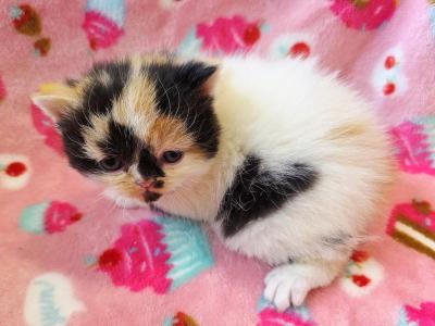 Doll Face Calico Van ESH - Exotic - Gallery Photo #1