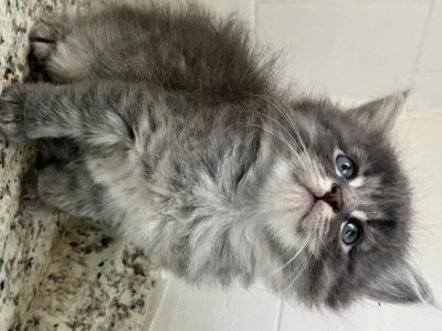 Xena - Maine Coon - Gallery Photo #1
