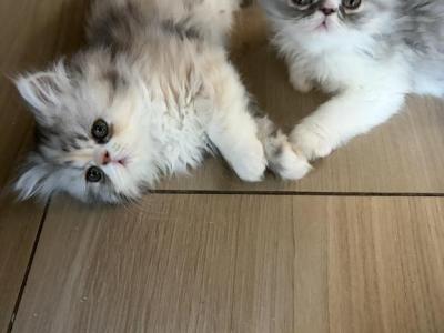 Gray Male Persian - Persian - Gallery Photo #1