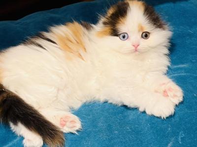 J Girl - Scottish Fold - Gallery Photo #1