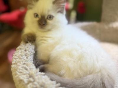 MAYO - Munchkin - Gallery Photo #1