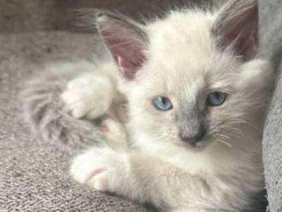 Beachy - Ragdoll - Gallery Photo #1