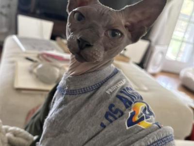Bruce - Sphynx - Gallery Photo #1