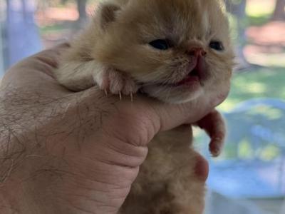 Cheeto - Exotic - Gallery Photo #1