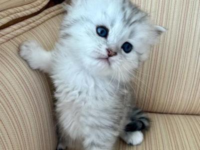 British Longhair Silver Tabby Longhair Female - British Shorthair - Gallery Photo #1