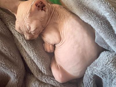 Sphynx - Sphynx - Gallery Photo #1