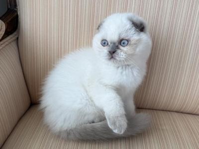 Scottish Fold Color Point Male - Scottish Fold - Gallery Photo #1