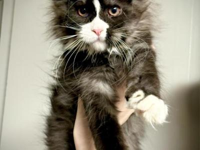 Sienna - Maine Coon - Gallery Photo #1