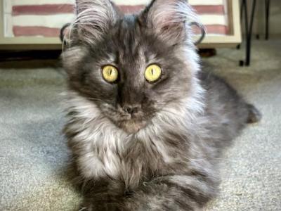 Juliet - Maine Coon - Gallery Photo #1