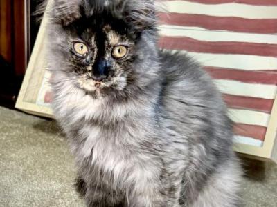 Ember - Maine Coon - Gallery Photo #1