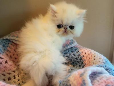 White Persian Kitten - Persian - Gallery Photo #1