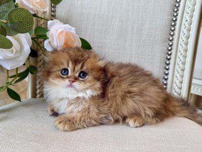 Scottish Fold Longhair Golden Male - Scottish Fold - Gallery Photo #1