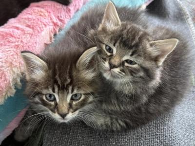 Magical Muffin Litter - Ragdoll - Gallery Photo #1