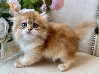 British Shorthair Bicolor Male - British Shorthair - Gallery Photo #1