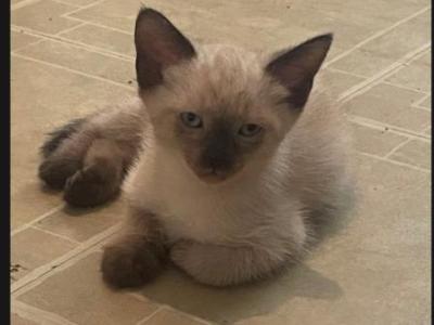 Siamese Cutness - Siamese - Gallery Photo #1