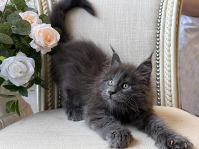 Polydactyly Maine Coon Blue Male - Maine Coon - Gallery Photo #1