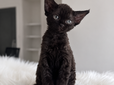 Dollar - Devon Rex - Gallery Photo #1