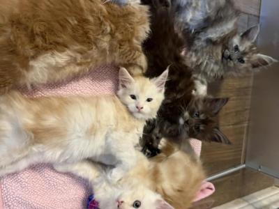 Litter 2 - Maine Coon - Gallery Photo #1