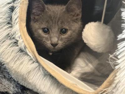 Loki - Russian Blue - Gallery Photo #1