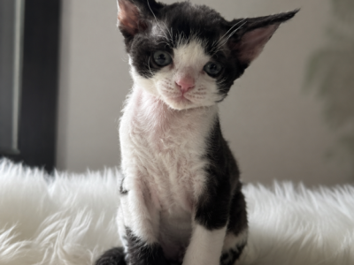 FU - Devon Rex - Gallery Photo #1