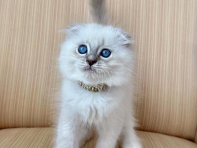 Scottish Fold Seal Point Male - Scottish Fold - Gallery Photo #1