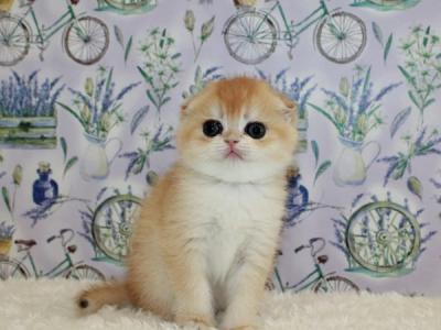 Scottish Juliet - Scottish Fold - Gallery Photo #1