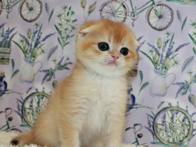 Scottish Joker - Scottish Fold - Gallery Photo #1