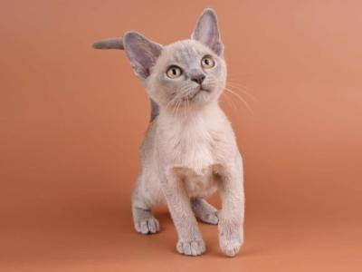 Burmese NOV Zarden - Burmese - Gallery Photo #1