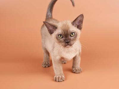 Burmese NOV Zair - Burmese - Gallery Photo #1