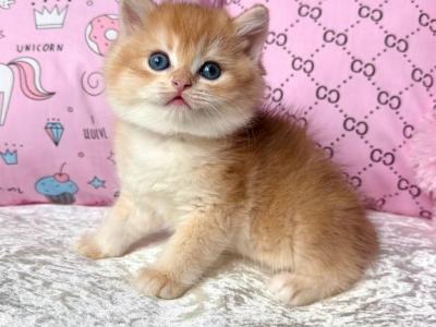 British Billy - British Shorthair - Gallery Photo #1