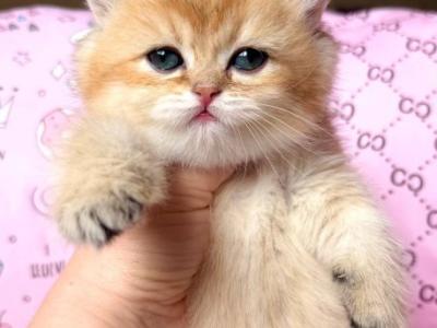 British Bonya - British Shorthair - Gallery Photo #1
