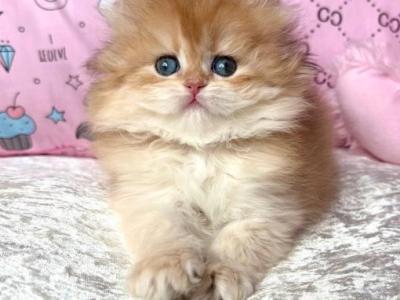 British Beata - British Shorthair - Gallery Photo #1