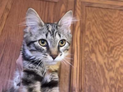 Maizy - Domestic - Gallery Photo #1