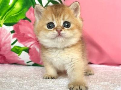 British Bala - British Shorthair - Gallery Photo #1