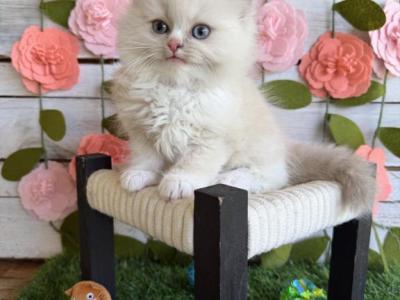 Princess Diana Spring Litter - Ragdoll - Gallery Photo #1