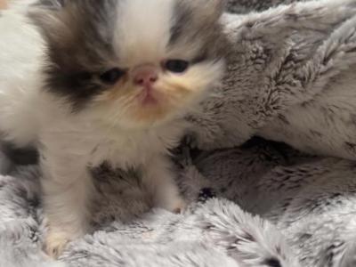 Cfa Persian Litter - Persian - Gallery Photo #1