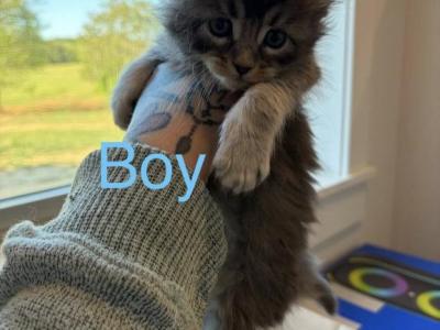 JeanPhilippes - Maine Coon - Gallery Photo #1