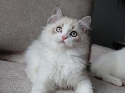 British Longhair Boy - British Shorthair - Gallery Photo #1