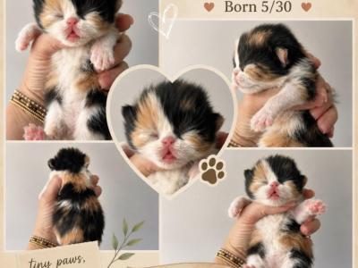 Calico - Persian - Gallery Photo #1
