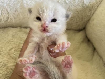 RESERVED Princess 1 - Ragdoll - Gallery Photo #1