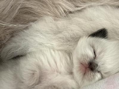 Baby Litter - Ragdoll - Gallery Photo #1