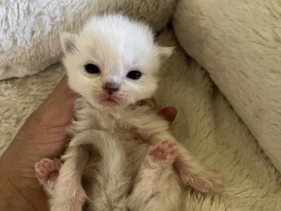 Bicolor Princess 2 - Ragdoll - Gallery Photo #1