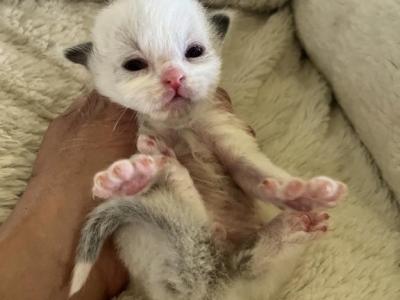 RESERVED Prince 1 - Ragdoll - Gallery Photo #1
