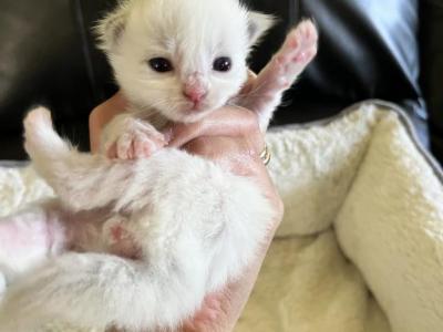 RESERVED Prince 2 - Ragdoll - Gallery Photo #1