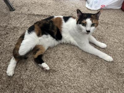 Cali - Domestic - Gallery Photo #1