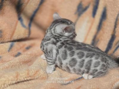 Zoe Litter May - Bengal - Gallery Photo #1