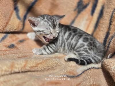 Zoe Litter May - Bengal - Gallery Photo #1