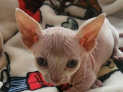Milo - Sphynx - Gallery Photo #1