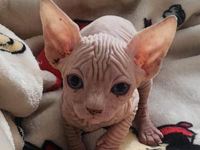Bonnie - Sphynx - Gallery Photo #1