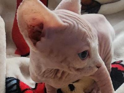 Nala - Sphynx - Gallery Photo #1